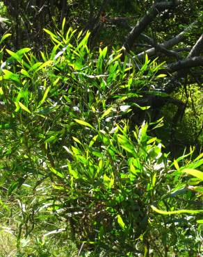 Fotografia 11 da espécie Acacia sophorae no Jardim Botânico UTAD