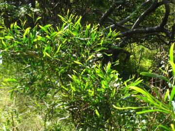 Fotografia da espécie Acacia sophorae