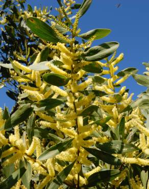 Fotografia 12 da espécie Acacia sophorae no Jardim Botânico UTAD