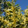 Fotografia 12 da espécie Acacia sophorae do Jardim Botânico UTAD