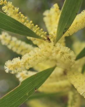 Fotografia 13 da espécie Acacia sophorae no Jardim Botânico UTAD
