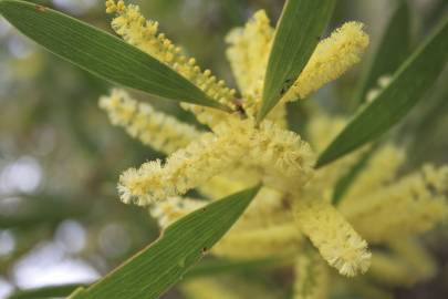 Fotografia da espécie Acacia sophorae