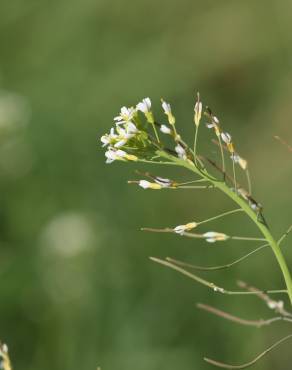 Fotografia 8 da espécie Arabidopsis thaliana no Jardim Botânico UTAD