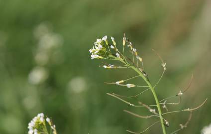 Fotografia da espécie Arabidopsis thaliana