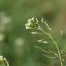 Fotografia 8 da espécie Arabidopsis thaliana do Jardim Botânico UTAD