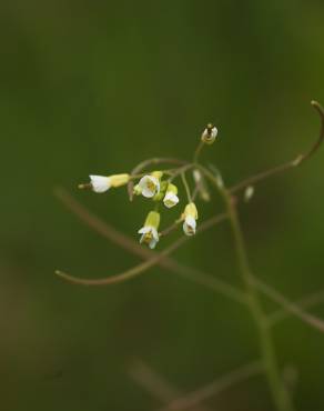 Fotografia 9 da espécie Arabidopsis thaliana no Jardim Botânico UTAD