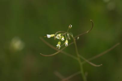 Fotografia da espécie Arabidopsis thaliana