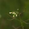 Fotografia 9 da espécie Arabidopsis thaliana do Jardim Botânico UTAD