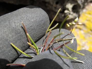 Fotografia da espécie Arabidopsis thaliana