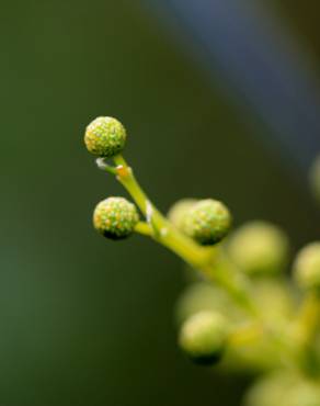 Fotografia 10 da espécie Acacia retinodes no Jardim Botânico UTAD