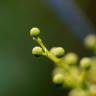 Fotografia 10 da espécie Acacia retinodes do Jardim Botânico UTAD