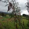 Fotografia 11 da espécie Acacia retinodes do Jardim Botânico UTAD