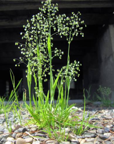 Fotografia de capa Briza minor - do Jardim Botânico