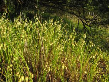 Fotografia da espécie Briza minor