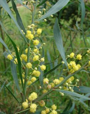 Fotografia 13 da espécie Acacia retinodes no Jardim Botânico UTAD