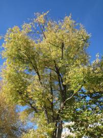 Fotografia da espécie Acer saccharinum