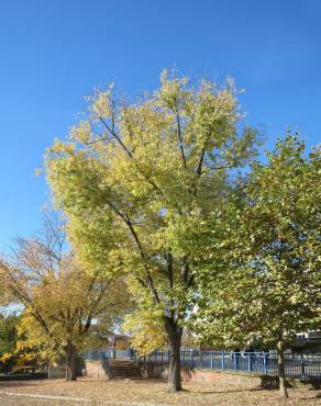 Fotografia 8 da espécie Acer saccharinum no Jardim Botânico UTAD