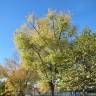 Fotografia 8 da espécie Acer saccharinum do Jardim Botânico UTAD