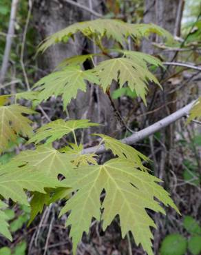 Fotografia 9 da espécie Acer saccharinum no Jardim Botânico UTAD