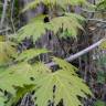 Fotografia 9 da espécie Acer saccharinum do Jardim Botânico UTAD