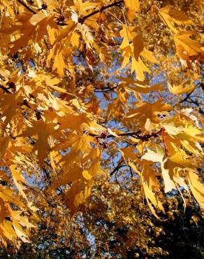 Fotografia 10 da espécie Acer saccharinum no Jardim Botânico UTAD