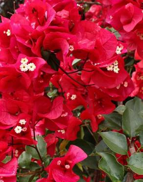 Fotografia 8 da espécie Bougainvillea spectabilis no Jardim Botânico UTAD