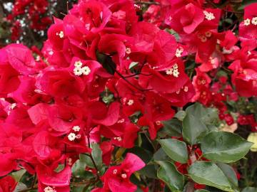 Fotografia da espécie Bougainvillea spectabilis