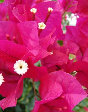 Fotografia 9 da espécie Bougainvillea spectabilis no Jardim Botânico UTAD