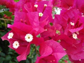 Fotografia da espécie Bougainvillea spectabilis