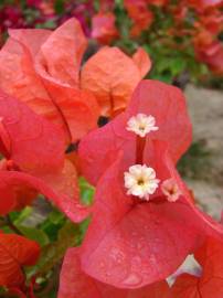 Fotografia da espécie Bougainvillea spectabilis