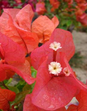 Fotografia 10 da espécie Bougainvillea spectabilis no Jardim Botânico UTAD