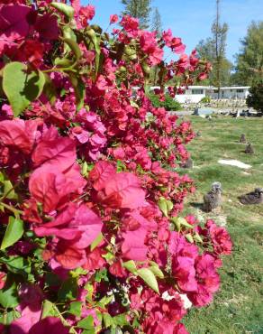 Fotografia 11 da espécie Bougainvillea spectabilis no Jardim Botânico UTAD