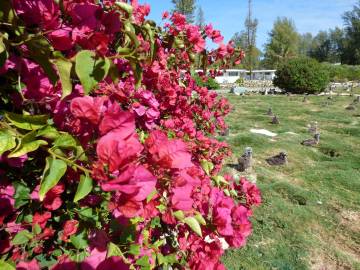 Fotografia da espécie Bougainvillea spectabilis