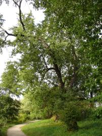 Fotografia da espécie Acer saccharinum