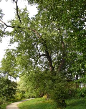 Fotografia 11 da espécie Acer saccharinum no Jardim Botânico UTAD