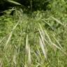 Fotografia 6 da espécie Bromus sterilis do Jardim Botânico UTAD