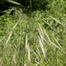 Fotografia 6 da espécie Bromus sterilis do Jardim Botânico UTAD