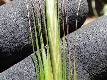 Fotografia da espécie Bromus rigidus