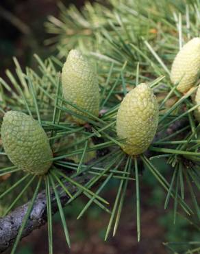 Fotografia 3 da espécie Cedrus libani subesp. libani no Jardim Botânico UTAD