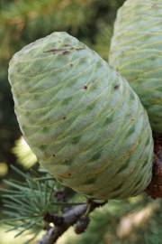 Fotografia da espécie Cedrus libani subesp. libani