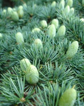 Fotografia 5 da espécie Cedrus libani subesp. libani no Jardim Botânico UTAD