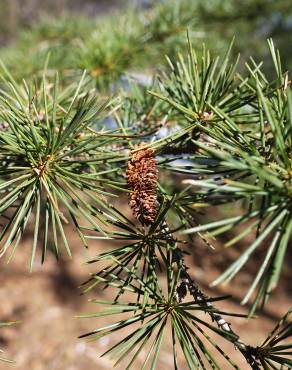 Fotografia 6 da espécie Cedrus libani subesp. libani no Jardim Botânico UTAD