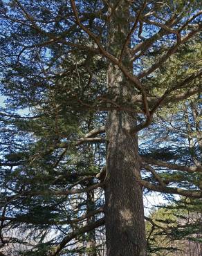 Fotografia 7 da espécie Cedrus libani subesp. libani no Jardim Botânico UTAD