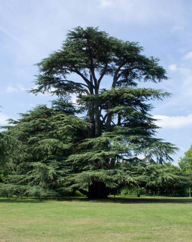 Fotografia de capa Cedrus libani subesp. libani - do Jardim Botânico