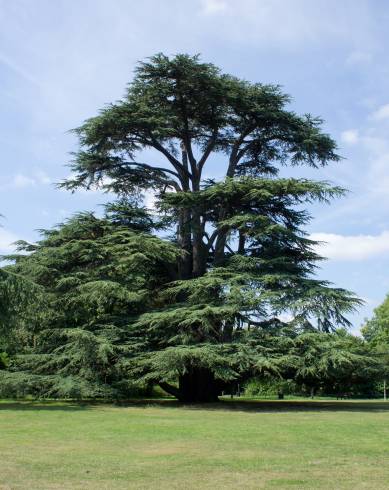 Fotografia de capa Cedrus libani subesp. libani - do Jardim Botânico