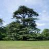 Fotografia 1 da espécie Cedrus libani subesp. libani do Jardim Botânico UTAD