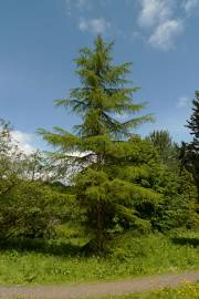 Fotografia da espécie Cedrus libani subesp. libani