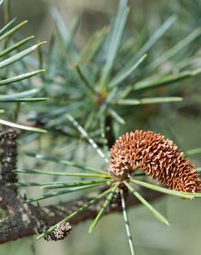 Fotografia 10 da espécie Cedrus libani subesp. libani no Jardim Botânico UTAD