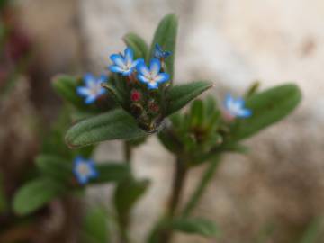 Fotografia da espécie Buglossoides arvensis subesp. arvensis