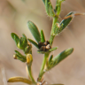 Fotografia 6 da espécie Buglossoides arvensis subesp. arvensis do Jardim Botânico UTAD